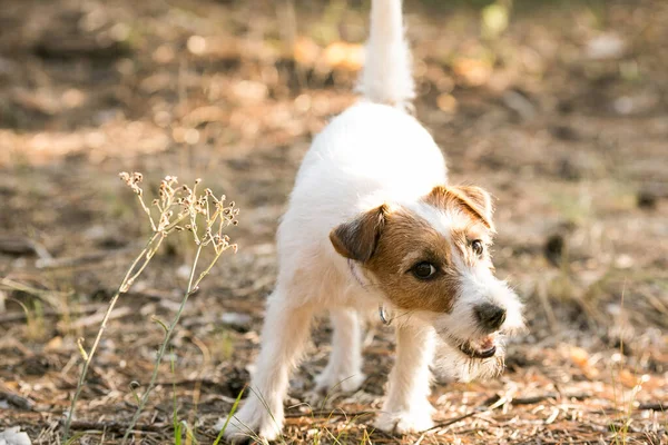 Jack Russell Terrier Diverte Nell Erba Secca Verde Sullo Sfondo — Foto Stock
