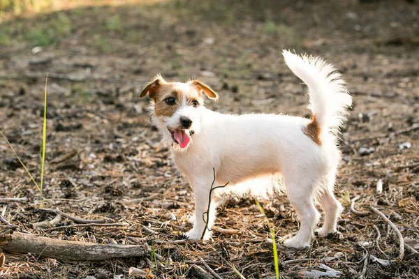 Jack Russell Terrier Divierte Hierba Seca Verde Fondo Las Ramas —  Fotos de Stock