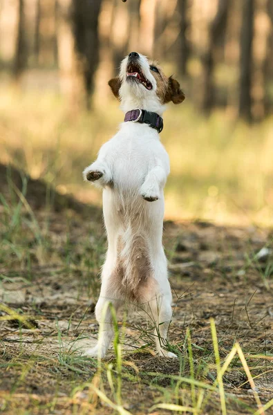 Jack Russell Terrier Hat Spaß Trockenen Und Grünen Gras Auf — Stockfoto