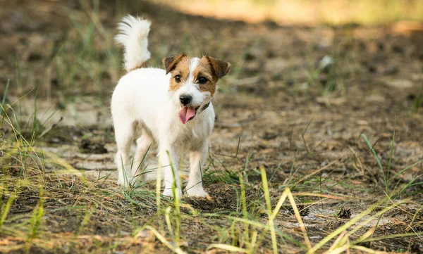 Jack Russell Terrier Szórakozik Száraz Zöld Háttérben Ágak — Stock Fotó