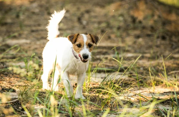 Jack Russell Terrier Has Fun Dry Green Grass Background Branches — Stock Photo, Image
