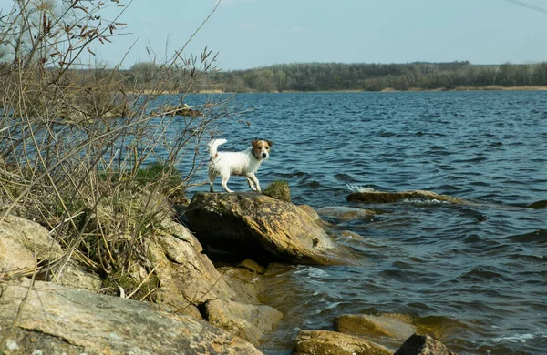 Jack Russell Terrier Sullo Sfondo Una Recinzione Legno — Foto Stock