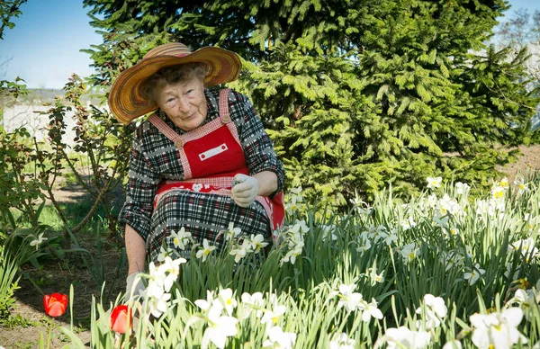 Charming old woman. Positive emotions of an old woman in the garden against the background of spruce and lawns with daffodils.