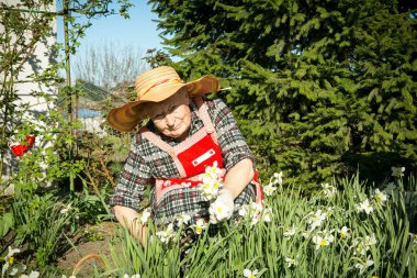 Büyüleyici yaşlı kadın. Yaşlı kadın büyüyen çiçekleri keser. Bir buket toplarken olumlu duygular.
