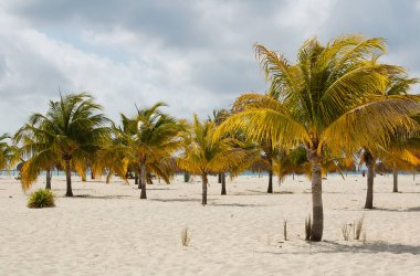 Kumda palmiye ağaçları Karayipler 'de gökyüzüne karşı