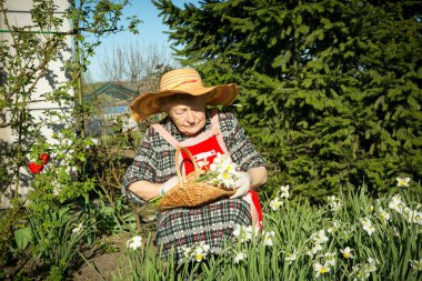Büyüleyici yaşlı kadın. Yaşlı kadın kesilmiş nergisleri sepete koyar. pozitif duygular. 