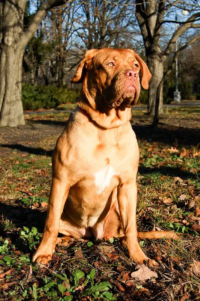 Dogue Bordeaux Pozadí Podzimního Parku — Stock fotografie