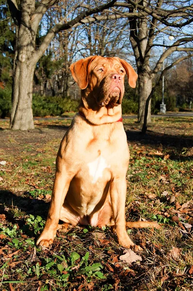 Dogue Bordeaux Pozadí Podzimního Parku — Stock fotografie