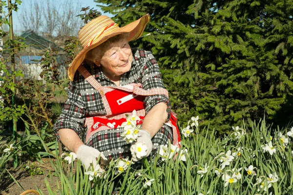 Очаровательная Старая Женщина Старуха Режет Выращенные Цветы Положительные Эмоции Сборе — стоковое фото