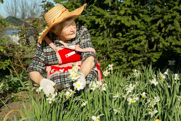 Urocza Staruszka Staruszka Tnie Dorosłe Kwiaty Pozytywne Emocje Podczas Zbierania — Zdjęcie stockowe