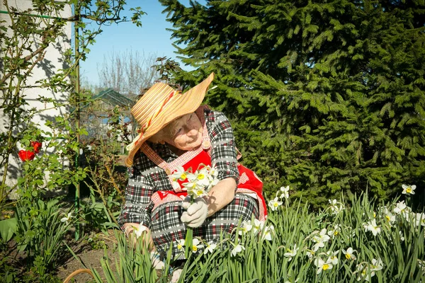 Charming old woman. Old woman cuts the grown flowers. Positive emotions when collecting a bouquet.
