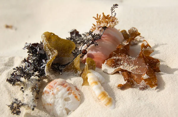 Conchas Grama Seca Areia Caribe — Fotografia de Stock