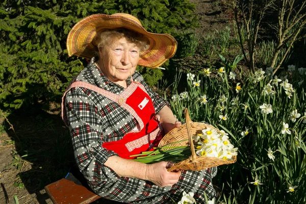 Charming old woman. Old woman puts cut daffodils in a basket. positive emotions.