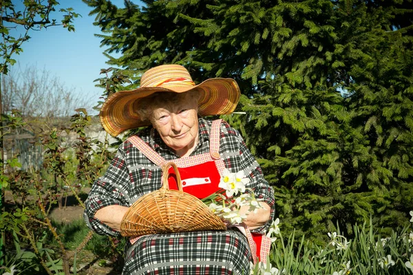 Urocza Staruszka Stara Kobieta Wkłada Krojone Żonkile Koszyka Pozytywne Emocje — Zdjęcie stockowe