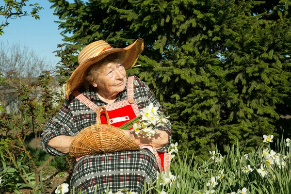 Urocza Staruszka Stara Kobieta Wkłada Krojone Żonkile Koszyka Pozytywne Emocje — Zdjęcie stockowe
