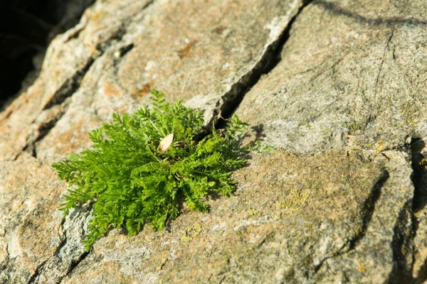 Jovem Zimbro Verde Crescendo Uma Pedra Amarela — Fotografia de Stock