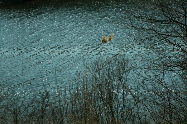 Осенняя Холодная Река Растениями Листьев — стоковое фото
