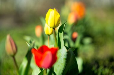 Kırmızı ve sarı laleler yeşil arka planda çiçek açarlar.