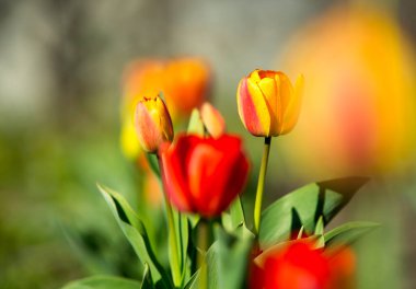 Kırmızı ve sarı laleler yeşil arka planda çiçek açarlar.