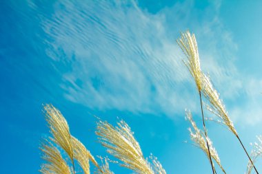 Sazlık dallarının tepeleri mavi gökyüzüne karşı