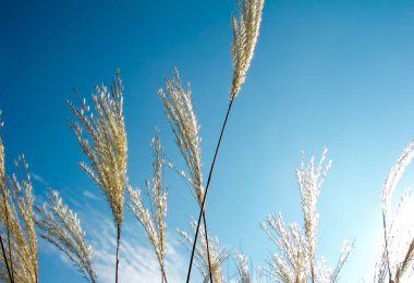 Sazlık dallarının tepeleri mavi gökyüzüne karşı