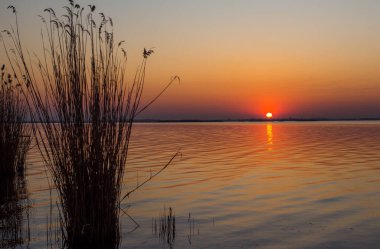 Güneşin doğuşunda nehir kenarındaki bitkiler su ve gökyüzünün arka planına karşı