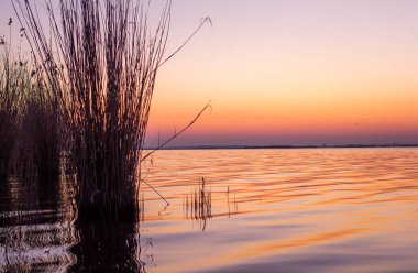 Güneşin doğuşunda nehir kenarındaki bitkiler su ve gökyüzünün arka planına karşı