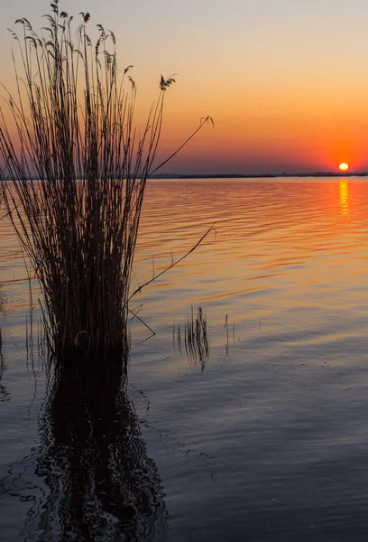 Plantas Junto Rio Nascer Sol Contra Fundo Água Céu — Fotografia de Stock