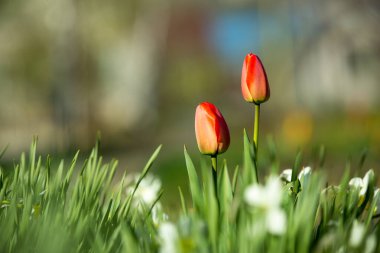 Yeşil arka planda yeni açan lale