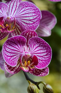 Açık leylak damarlı beyaz orkide.