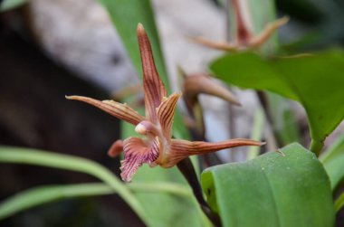 Burgonya damarlı, beyaz sarı bir yıldız şeklinde keskin yaprakları olan alışılmadık bir orkide.