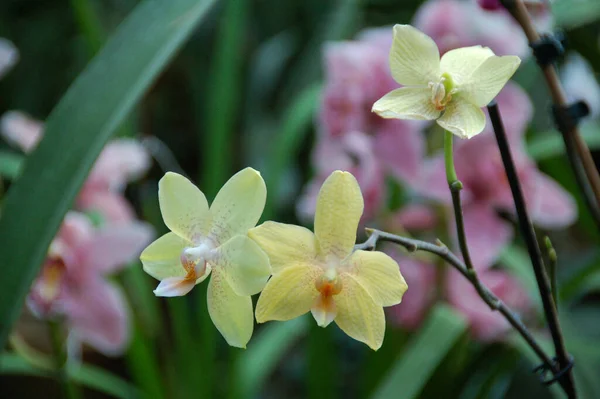 Orquídea Amarela Original Com Pequenas Veias Bordô Pilão Branco Laranja — Fotografia de Stock