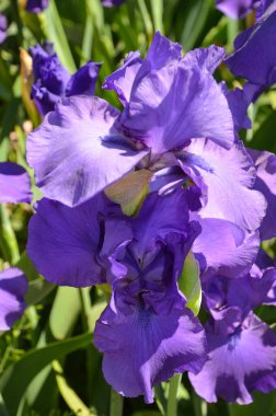 Yeşil arka planda mavi renkli mor zambak.