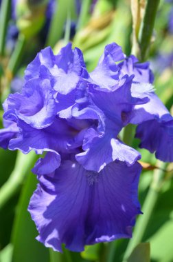 Yeşil yapraklardan oluşan bir arka planda güzel mavi süsen çiçeği