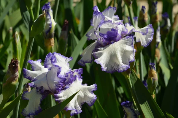 Íris Bonita Com Pétalas Brancas Que São Decorados Com Roxo — Fotografia de Stock