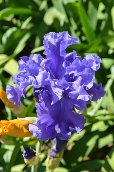 黄色の色合いの緑の背景に青い虹彩 — ストック写真