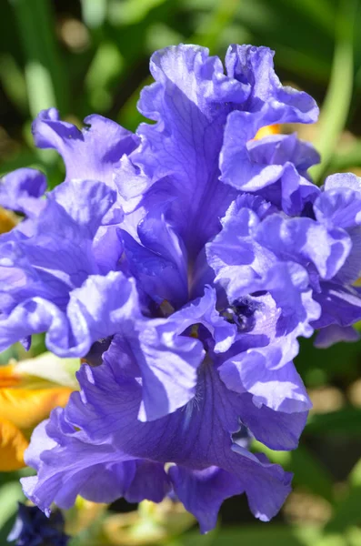 Íris Azul Fundo Verde Com Tons Amarelos — Fotografia de Stock