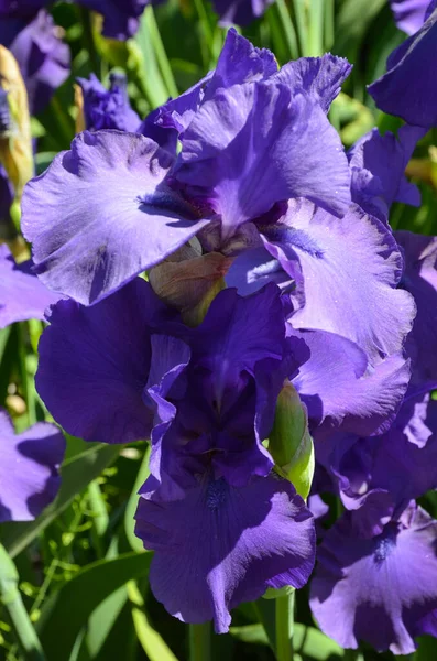 Lila Iris Mit Blauer Tönung Auf Grünem Hintergrund — Stockfoto