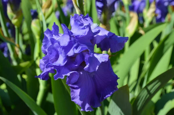 Hermoso Iris Azul Sobre Fondo Hojas Verdes — Foto de Stock