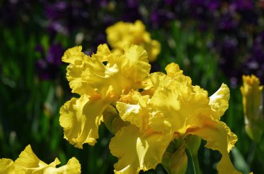 Yeşil doğal arka planda sarı zambak