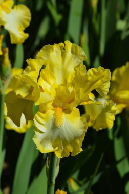 Yeşil doğal arka planda sarı zambak