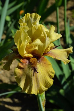 Yeşil doğal arka planda sarı zambak