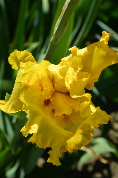 Iris Amarillo Sobre Fondo Verde Natural — Foto de Stock