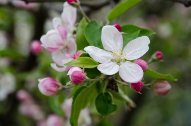 Bahçe Sakura, açılmamış tomurcuklar ve yeşil yapraklarla