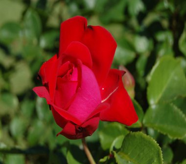 Yeşil yapraklı, yarı açık tomurcuklu kırmızı gül.