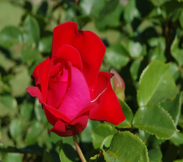 Piros Rózsa Félig Nyitott Rügyekkel Zöld Levelek Hátterében — Stock Fotó