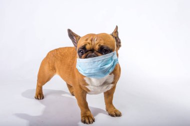 Karantinaya alın. Herkes tıbbi maske takmaktan yoruldu, köpekler bile..