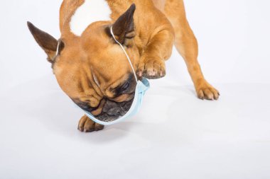 Karantinaya alın. Herkes tıbbi maske takmaktan yoruldu, köpekler bile..