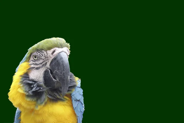 Hermoso Loro Guacamayo Sobre Fondos Varios Colores Recurso Gráfico Para —  Fotos de Stock