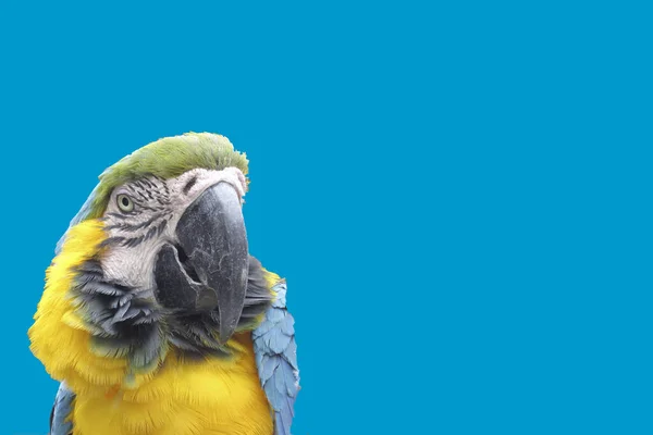 Красивый Попугай Ара Заднем Плане Разных Цветов Графический Ресурс Открыток — стоковое фото